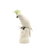 Cockatoo